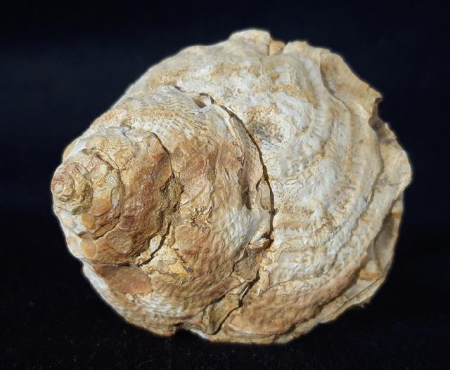 Xenophora agglutinans LAMARCK 1804 - Bild © FossNet FossilienStore